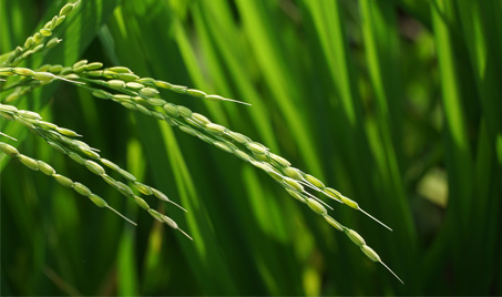 Mangzhong: Eine Saison der Ernte und des umweltfreundlichen Handelns